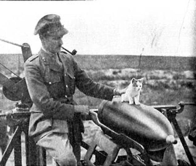 第一次世界大战约有50万只猫被派上战场