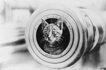 第一次世界大战约有50万只猫被派上战场