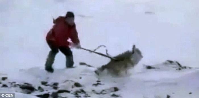 哈萨克斯坦猎人残忍虐待狼的视频引发强烈谴责