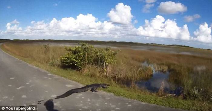 美国单车手怒骂木头挡路 近看惊觉是鳄鱼