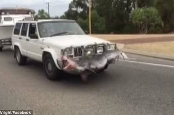 澳洲渔民绑虎鲨上汽车保险杠惹网民愤怒
