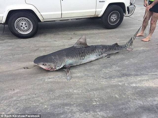 澳洲渔民绑虎鲨上汽车保险杠惹网民愤怒