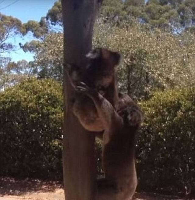 澳洲雌树熊拒绝雄性求爱被踢下树凄厉大哭