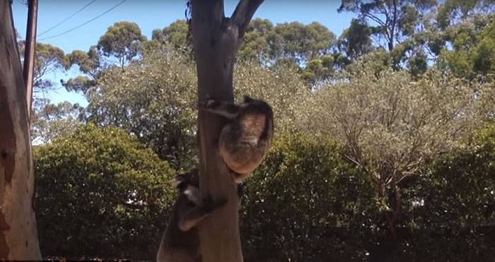 澳洲雌树熊拒绝雄性求爱被踢下树凄厉大哭