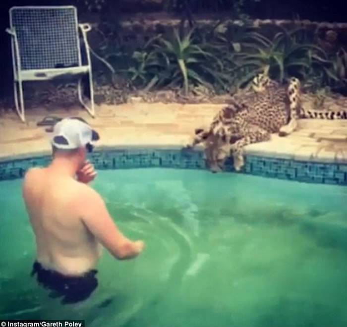 新西兰男子在南非度假偶遇猎豹在泳池旁饮水大胆抚摸