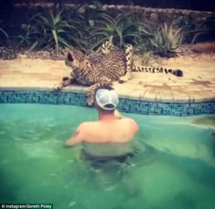 新西兰男子在南非度假偶遇猎豹在泳池旁饮水大胆抚摸