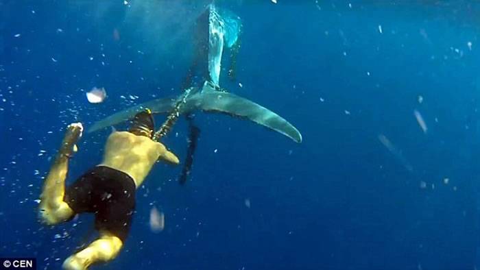 西班牙金丝雀海岸男子潜入深海解救遭非法捕捉巨鲸