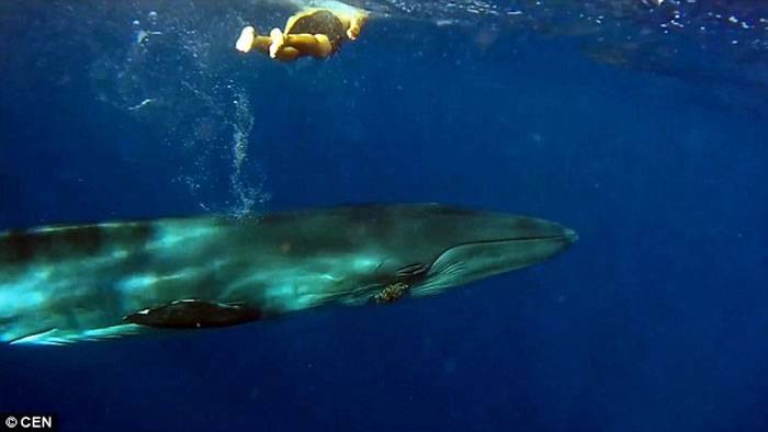 西班牙金丝雀海岸男子潜入深海解救遭非法捕捉巨鲸