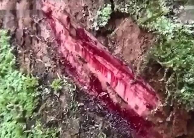 重庆惊见“流血树妖” 表皮被划破后渗出鲜红“血液”