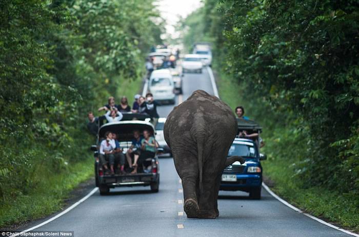 泰国考艾国家公园一头大象公路上散步致交通中断