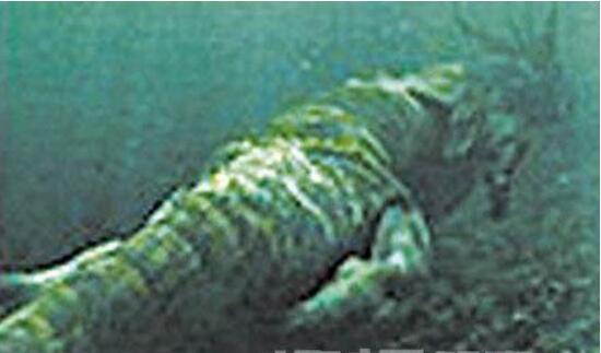 欧肯纳根水怪疑是中国真龙，巨型水怪马头蛇身长达150米