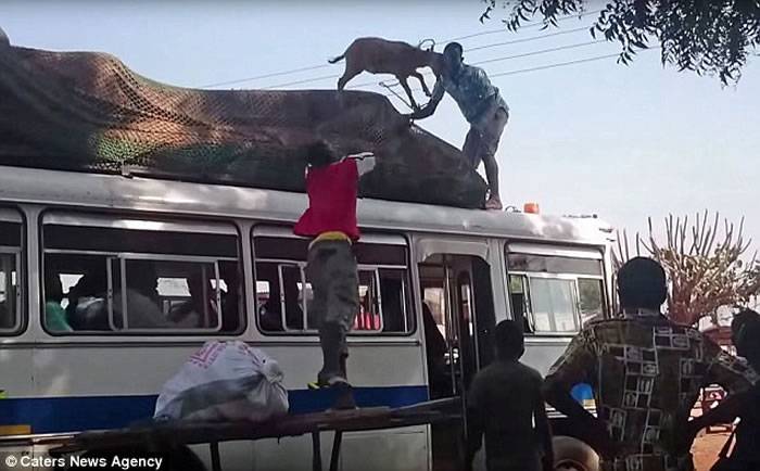 加纳宾比拉羊贩将活羊倒转扔上车顶