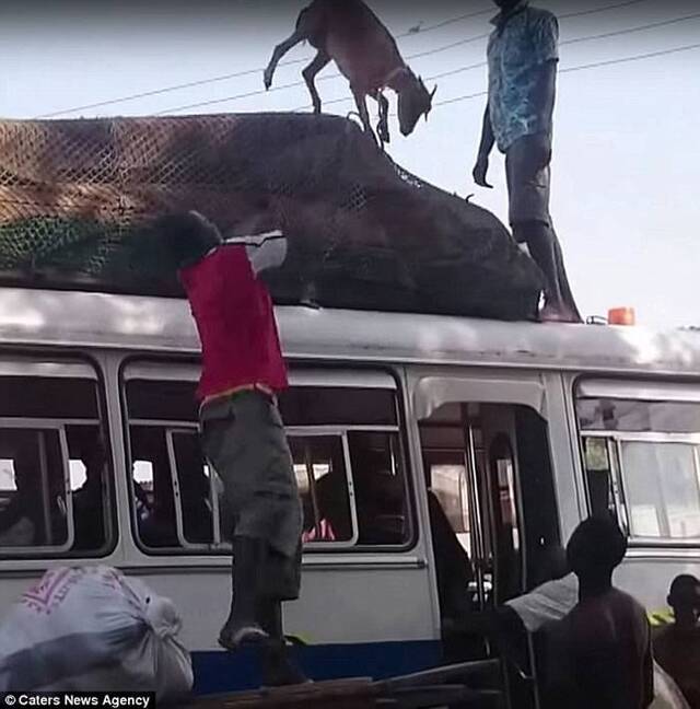 加纳宾比拉羊贩将活羊倒转扔上车顶