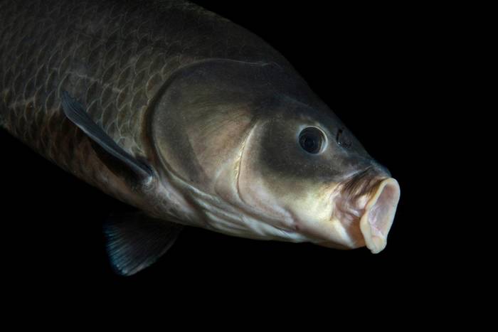 “炸弹放射性碳定年法”测定112岁的小鲤牛胭脂鱼打破淡水鱼最长寿纪录