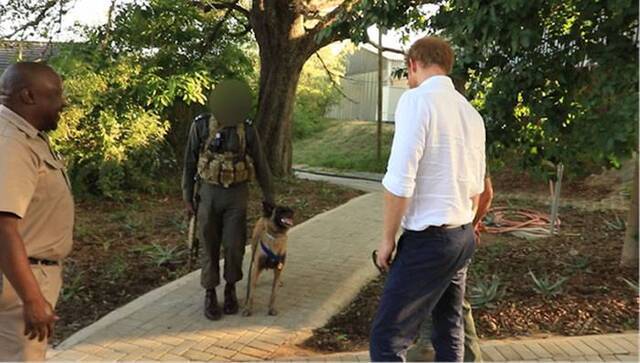 南非克鲁格国家公园警犬“杀手”(Killer)4年内帮忙抓到115名盗猎者