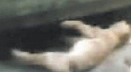 四川宜宾虐狗事件，小狗口中被塞鞭炮然后乱棍打死(视频)