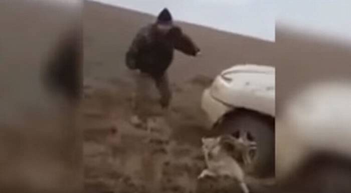 哈萨克斯坦猎人虐狼 开车碾压并用脚踢它的头部