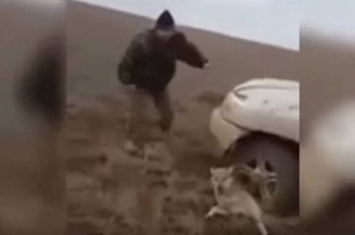 哈萨克斯坦猎人虐狼 开车碾压并用脚踢它的头部
