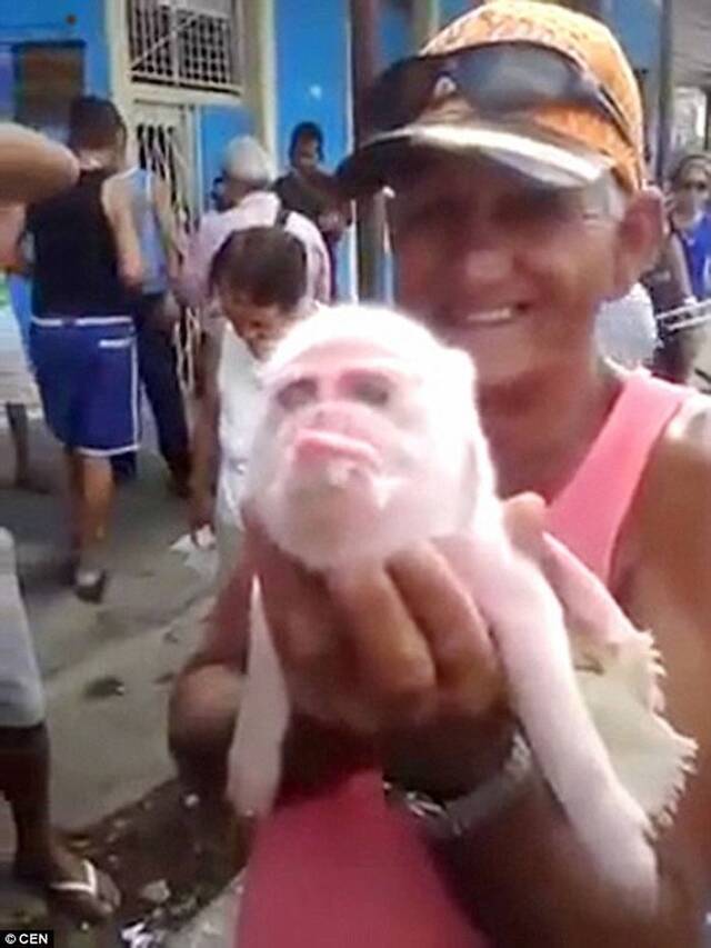 加勒比海国家古巴惊现“猴面猪”