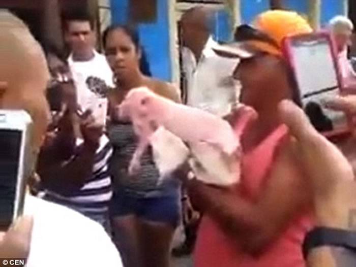 加勒比海国家古巴惊现“猴面猪”