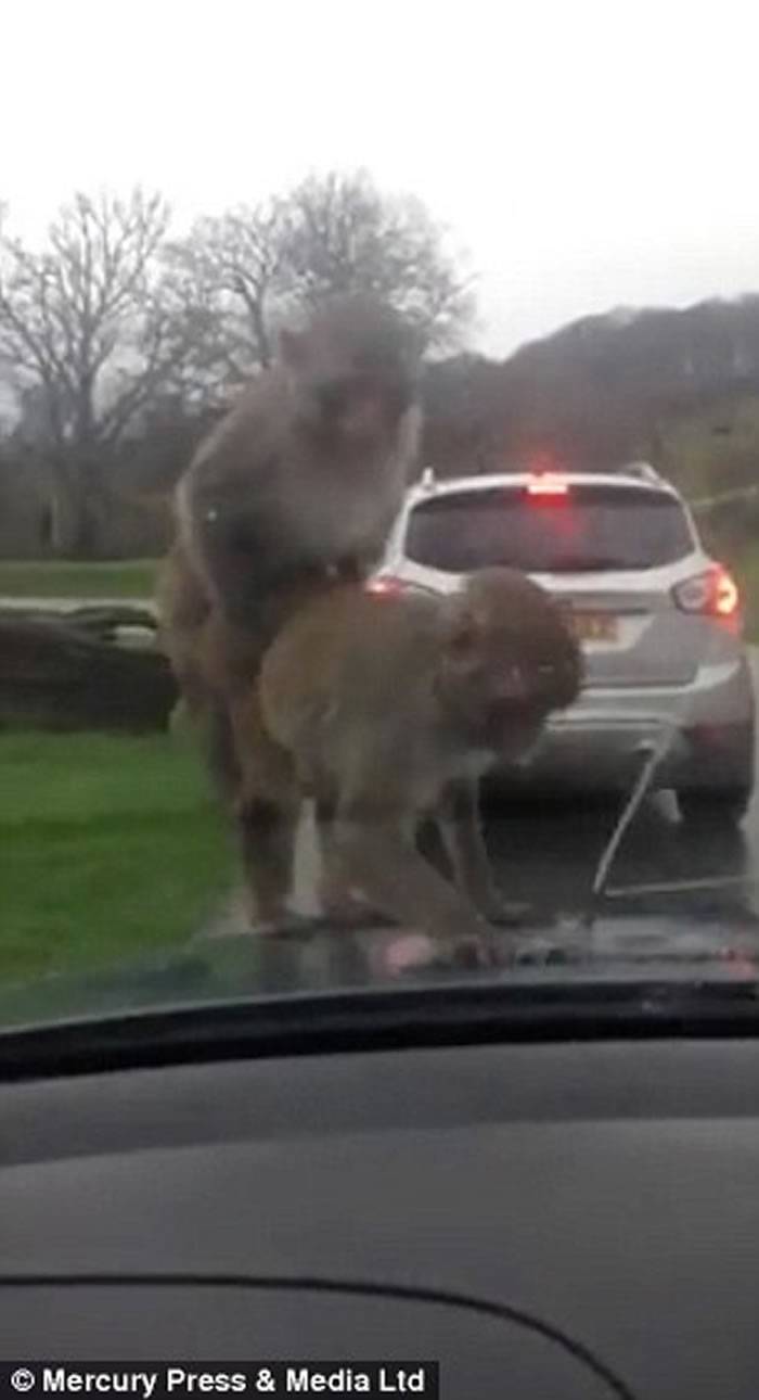 英国家庭游野生动物园 顽皮猴子跳上车头表演活春宫