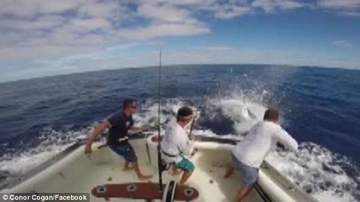 澳大利亚渔民在船上收鱼线时差点被一条突然蹿出水面的大型马林鱼刺伤