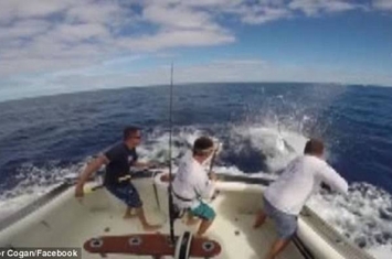 澳大利亚渔民在船上收鱼线时差点被一条突然蹿出水面的大型马林鱼刺伤