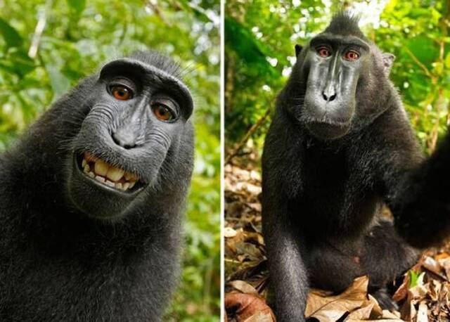 黑冠猕猴自拍照片掀争议 美国法院裁定猕猴不能拥有照片版权