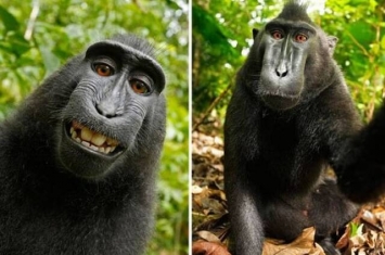 黑冠猕猴自拍照片掀争议 美国法院裁定猕猴不能拥有照片版权