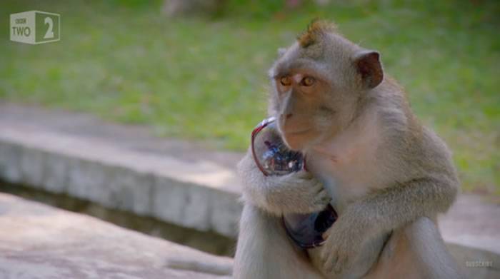 BBC主持人Chris Packham被调皮狝猴抢走iPhone拿2颗蛋和它交换回来