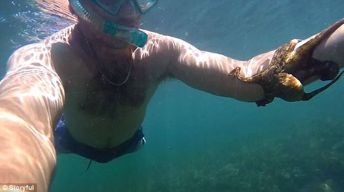 澳大利亚男子浮潜时意外被一只小章鱼缠住手臂难以挣脱