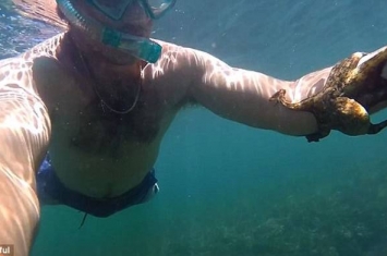 澳大利亚男子浮潜时意外被一只小章鱼缠住手臂难以挣脱
