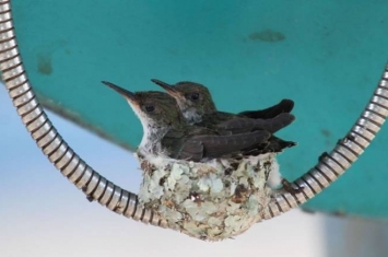 巴西两只小鸟在公共电话亭的电话线上筑巢