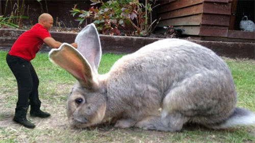 世界上最大的兔子是什么