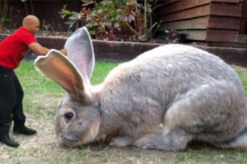 世界上最大的兔子是什么