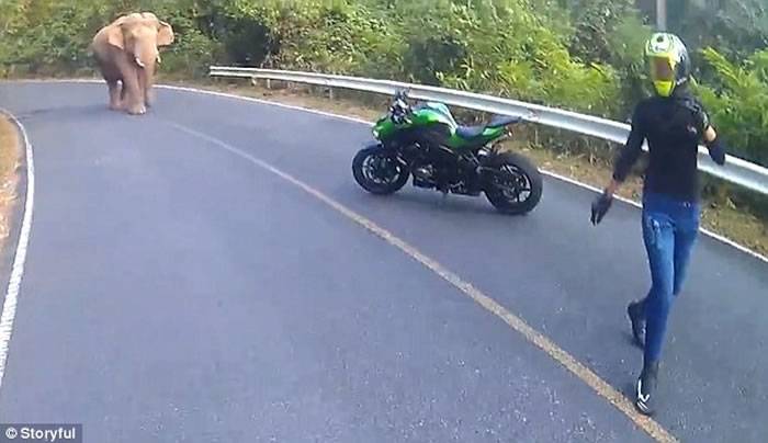 泰国女子骑摩托车返家途中惨遭大象踩死