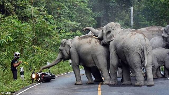 泰国女子骑摩托车返家途中惨遭大象踩死