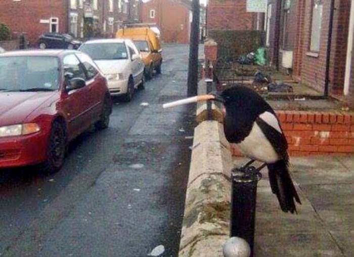 英国曼彻斯特一只喜鹊“抽烟”的照片在社交媒体“推特”上蹿红