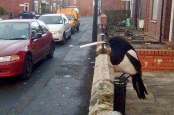 英国曼彻斯特一只喜鹊“抽烟”的照片在社交媒体“推特”上蹿红
