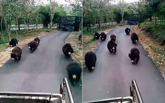 印度饥饿黑熊群发现载满食物的卡车群起狂追