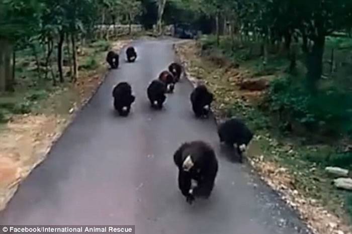 印度饥饿黑熊群发现载满食物的卡车群起狂追