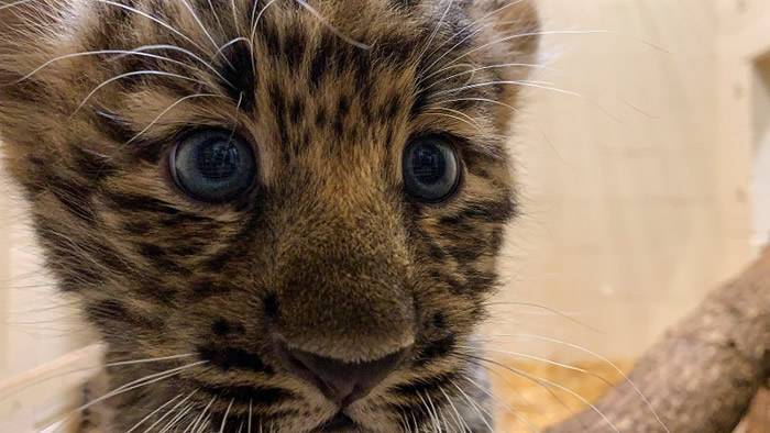 美国纽约州锡拉丘兹动物园一对罕有俄罗斯远东豹龙凤胎出生