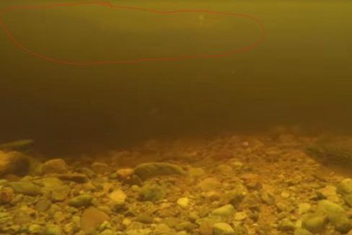 尼斯湖水怪可能是巨型鳗鱼?尼斯湖水怪之谜将真相大白