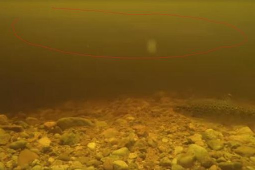 尼斯湖水怪可能是巨型鳗鱼?尼斯湖水怪之谜将真相大白