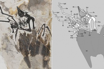 早白垩世化石显示鸟类牙齿退化模式的多样性