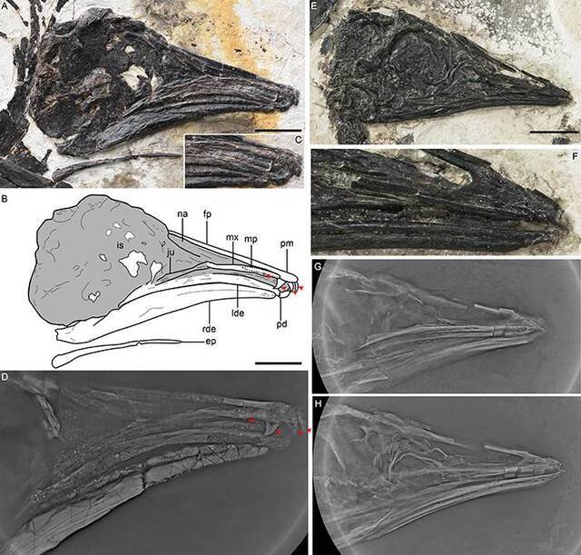 早白垩世化石显示鸟类牙齿退化模式的多样性