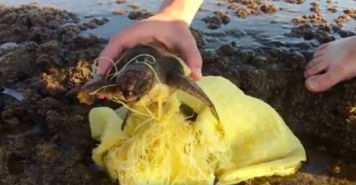 以色列冲浪客救出被垃圾缠绕脖子的小海龟