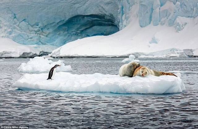 南极海豹“情到浓时”在冰面上交配 企鹅和游客围观