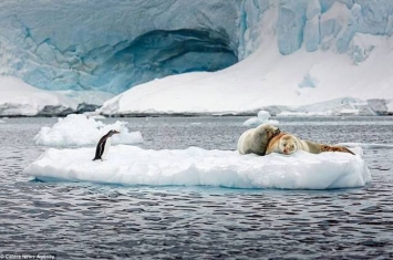南极海豹“情到浓时”在冰面上交配 企鹅和游客围观