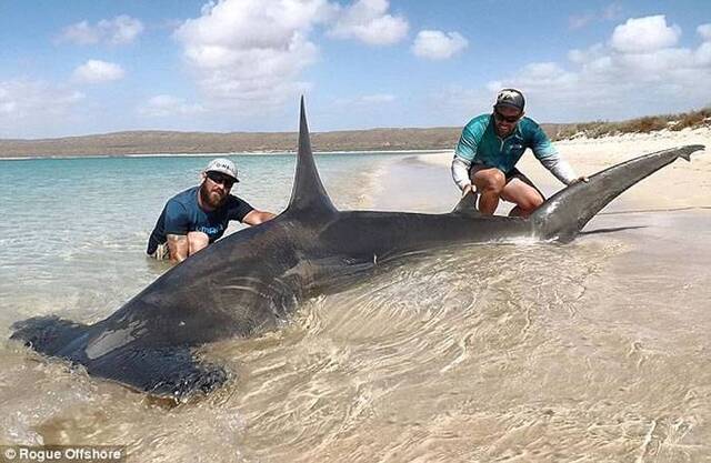 澳大利亚2渔民奋力捕获一头锤头鲨和一头虎鲨